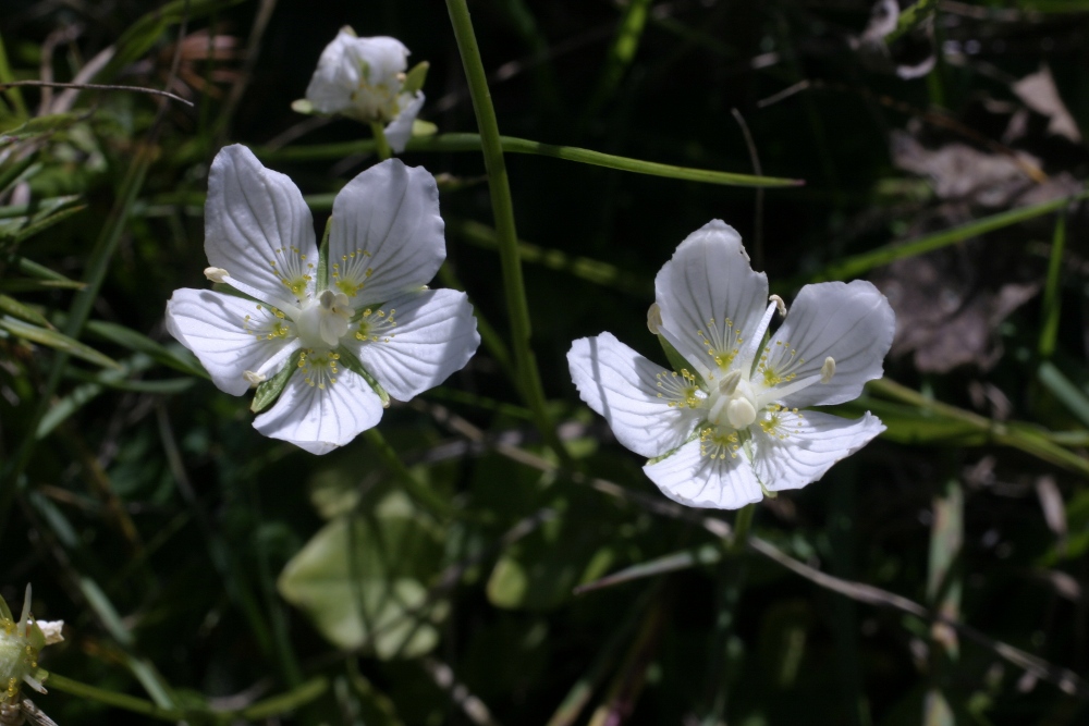 Parnassia palustris