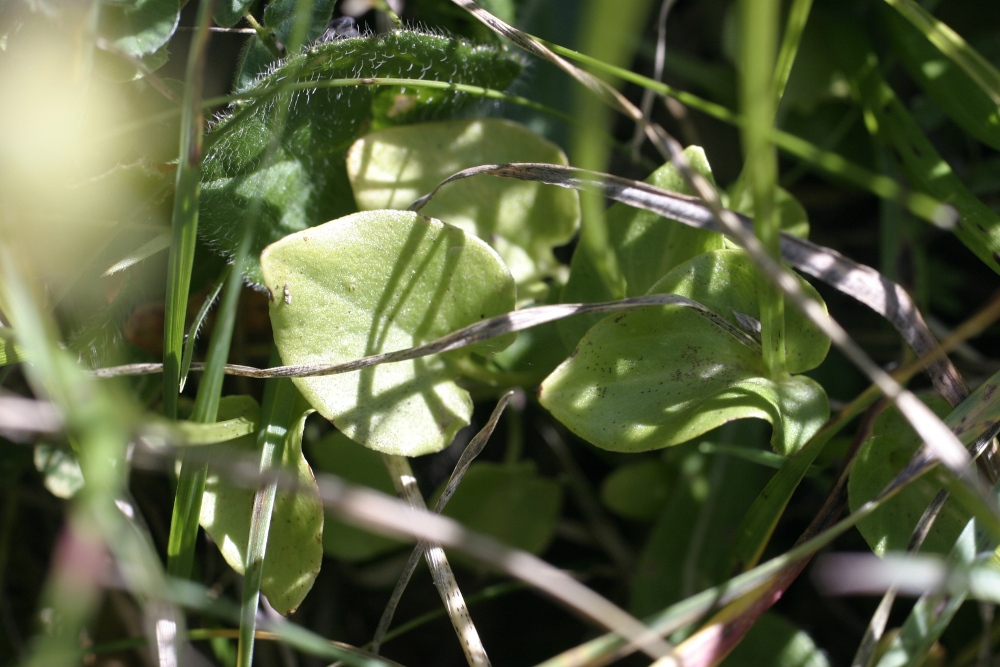 Parnassia palustris