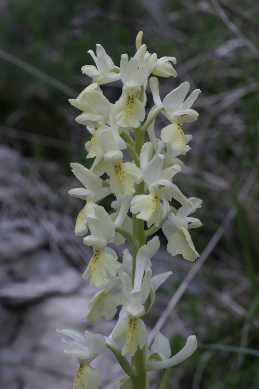 Orchis provincialis