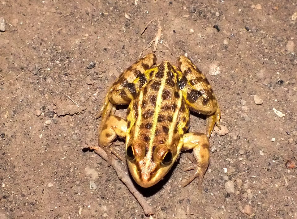 rana alla Caffarella - Pelophylax sp.