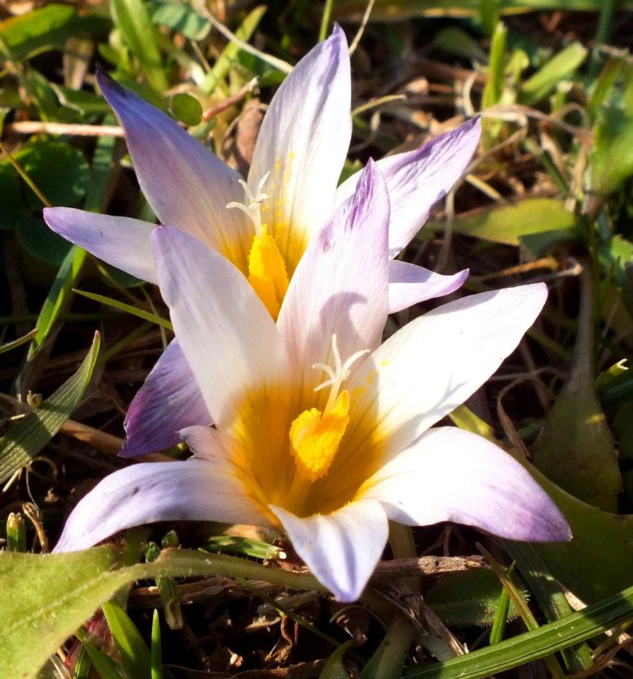 romulea nel lazio - R. bulbocodium