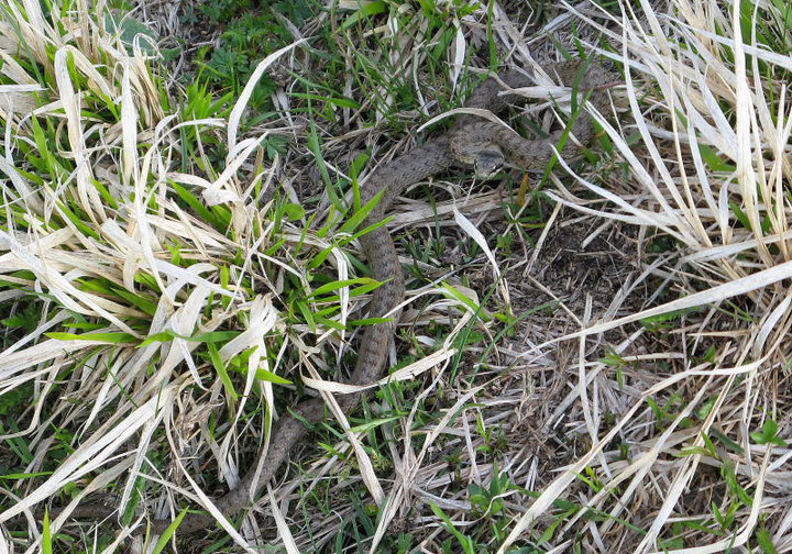 Coronella austriaca Alpi Apuane