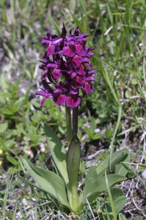 Dactylorhiza sambucina