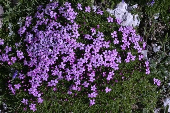 Silene acaulis