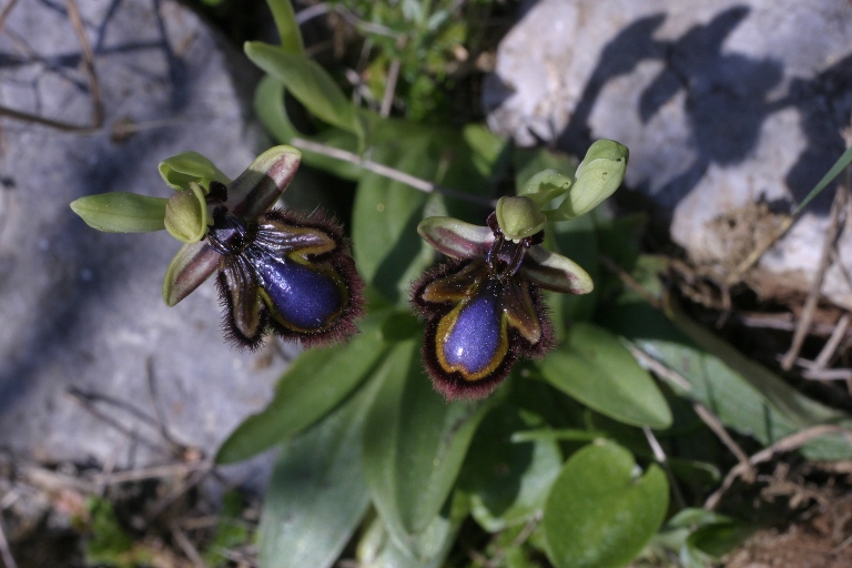 Ophrys speculum