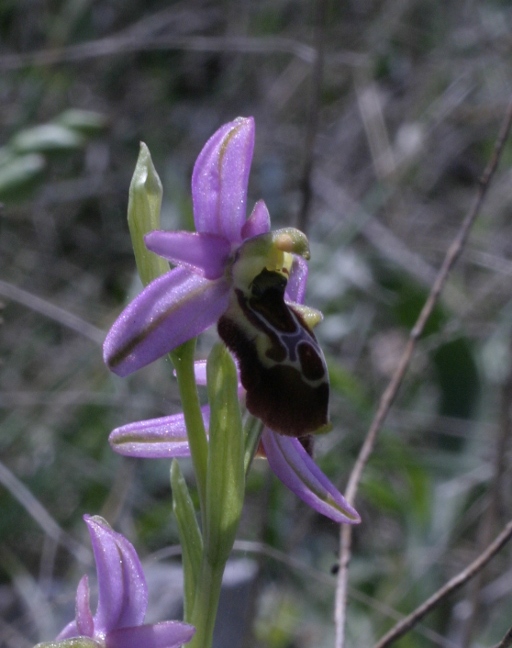 Ophrys exaltata montis-leonis