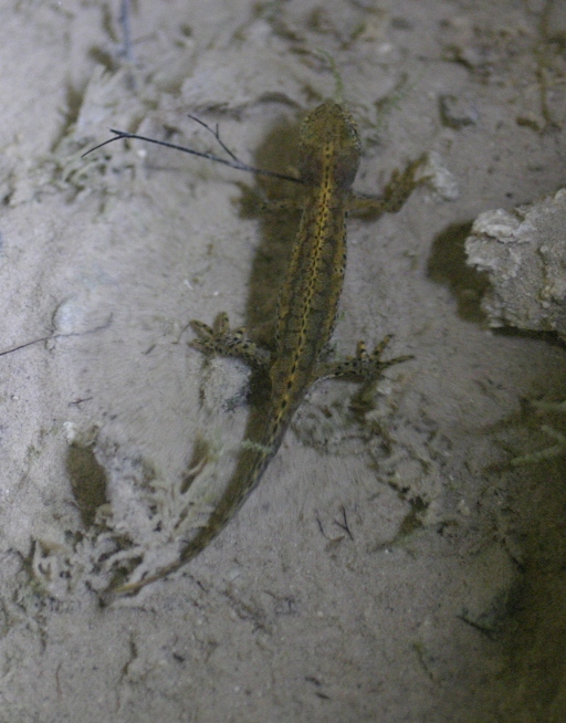 tritone alpi apuane - Ichthyosaura alpestris apuana