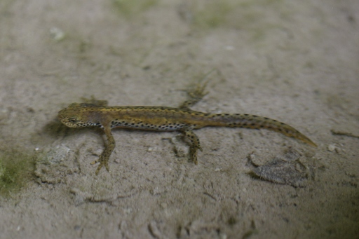 tritone alpi apuane - Ichthyosaura alpestris apuana