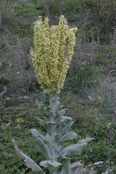 Verbascum mallophorum