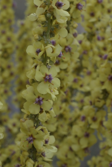 Verbascum mallophorum