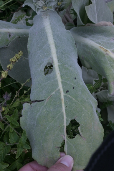 Verbascum mallophorum