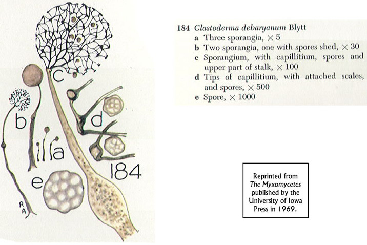 Clastoderma debaryanum?