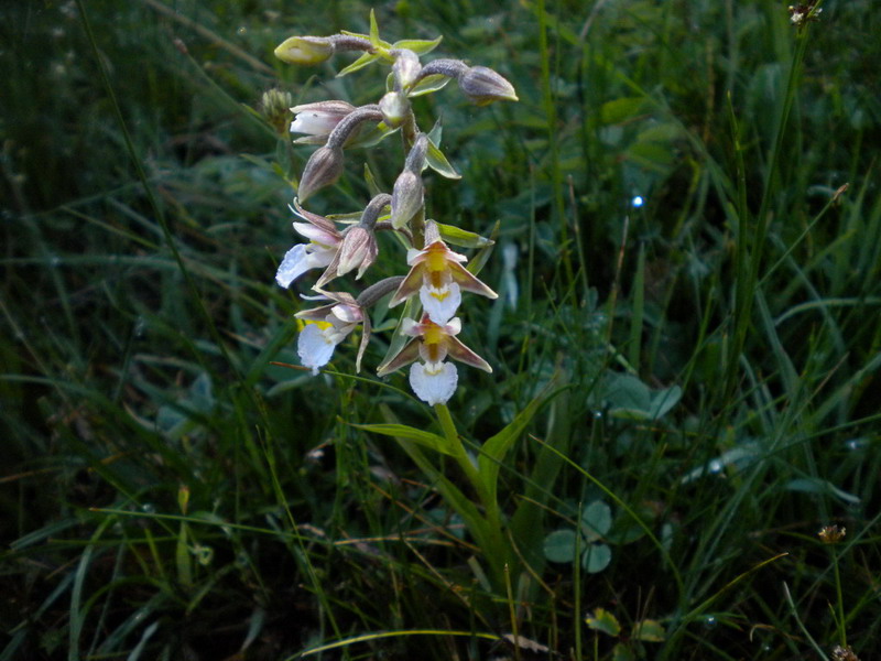 App.Tosco-Emiliano 3 - Epipactis palustris