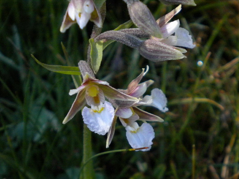 App.Tosco-Emiliano 3 - Epipactis palustris