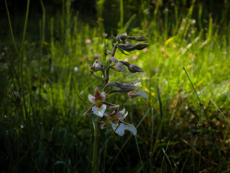 App.Tosco-Emiliano 3 - Epipactis palustris