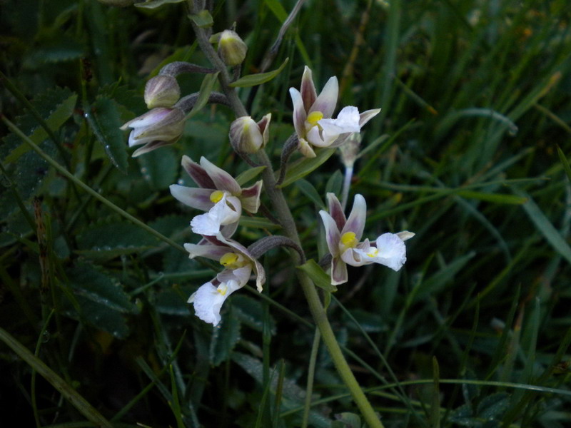 App.Tosco-Emiliano 3 - Epipactis palustris