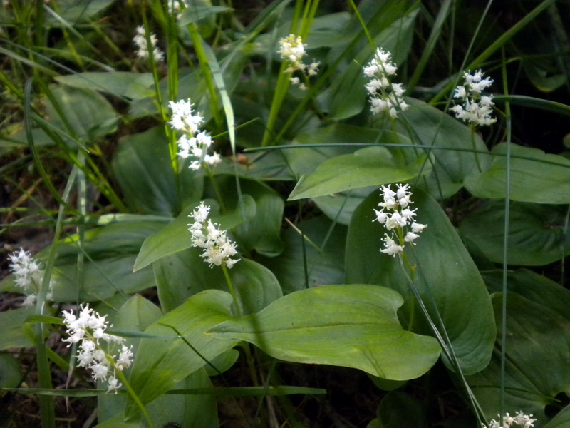 Maianthemum bifolium / Gramigna di Parnasso