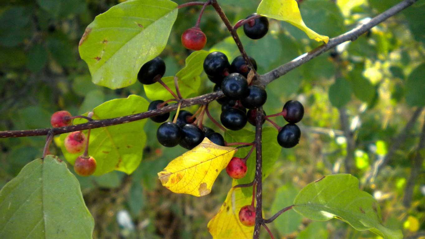 Frangula alnus