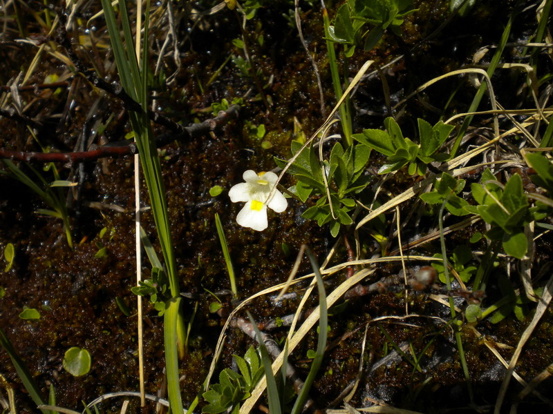 Val d''Aosta  - Pinguicula alpina