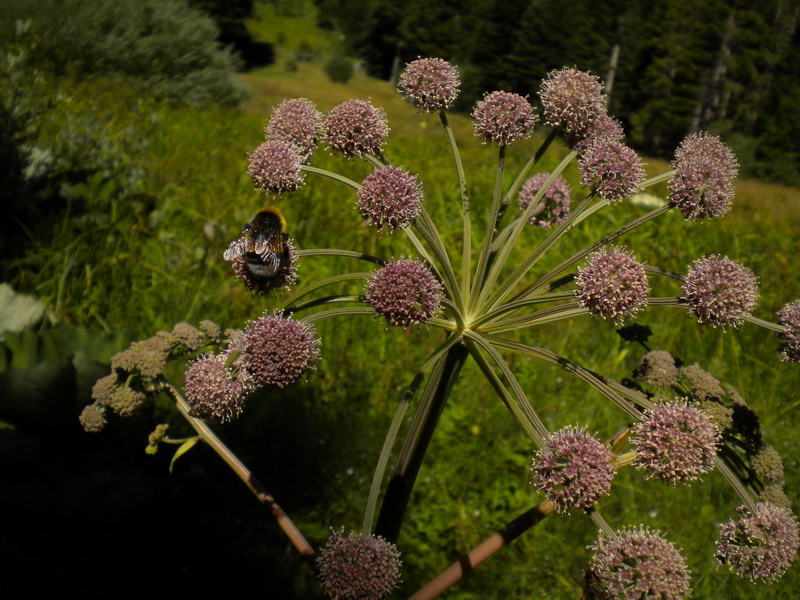 In torbiera - Angelica Sylvestris