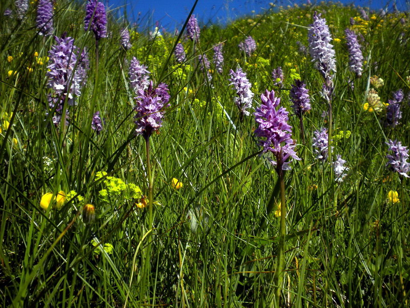 Dactylorhiza