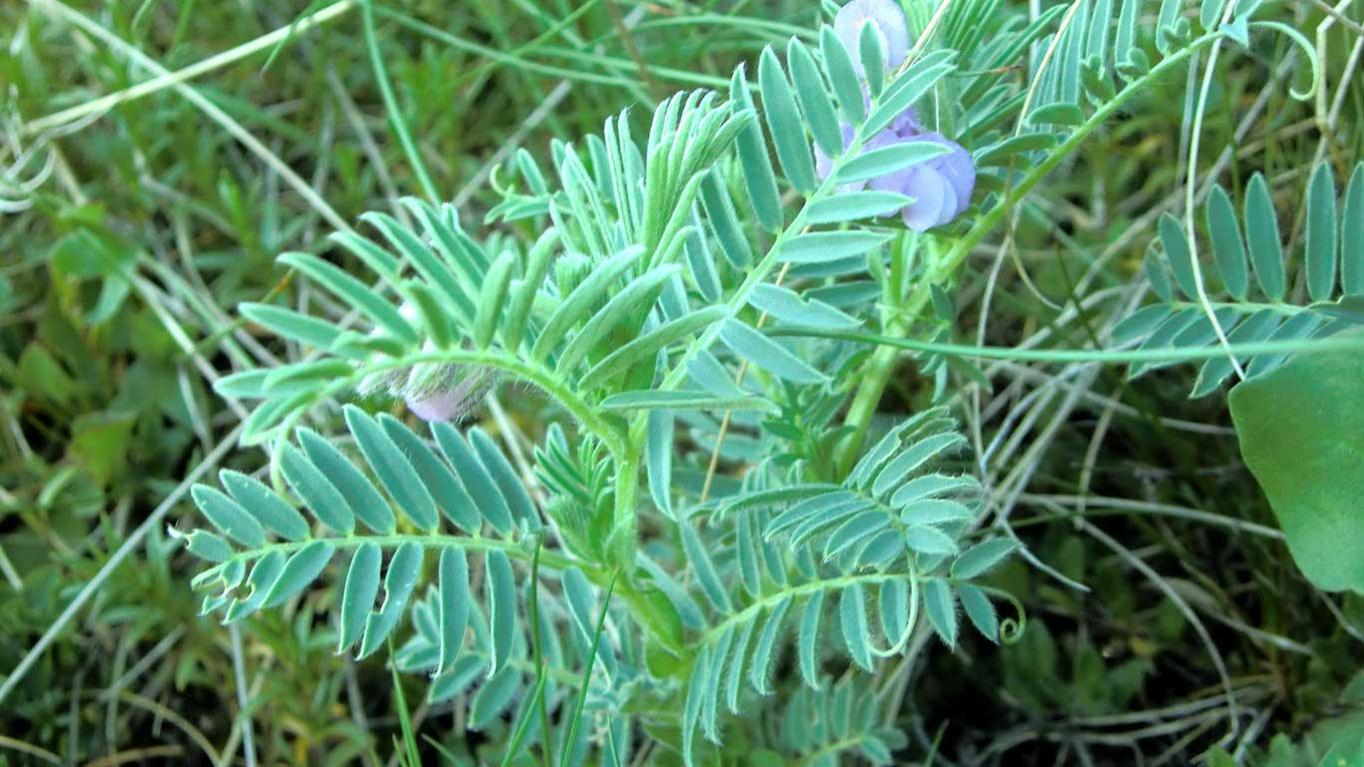 Vicia cusnae / Veccia del Monte Cusna