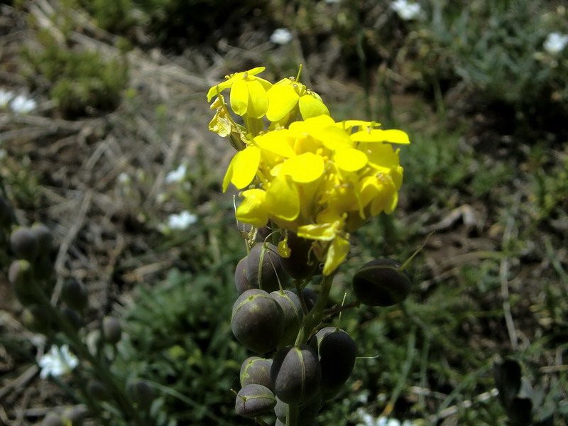 Alyssoides utriculata / Vesicaria maggiore