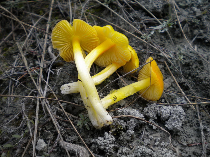 Hygrocybe gialla