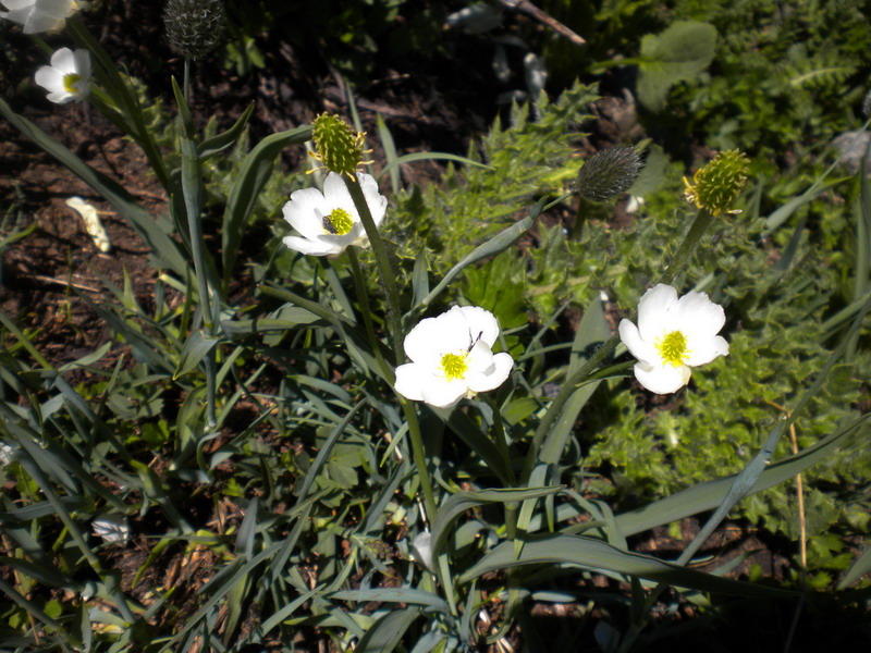 Ranunculus kuepferi / Ranuncolo dei Pirenei