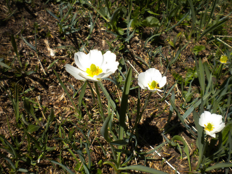 Ranunculus kuepferi / Ranuncolo dei Pirenei