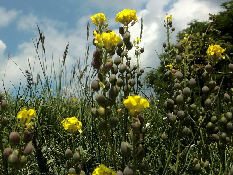 Alyssoides utriculata / Vesicaria maggiore