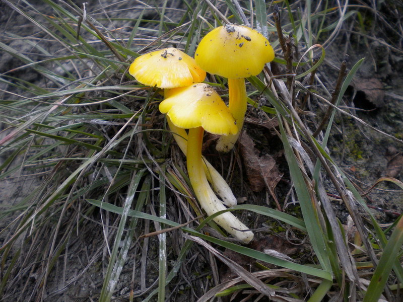 Hygrocybe gialla