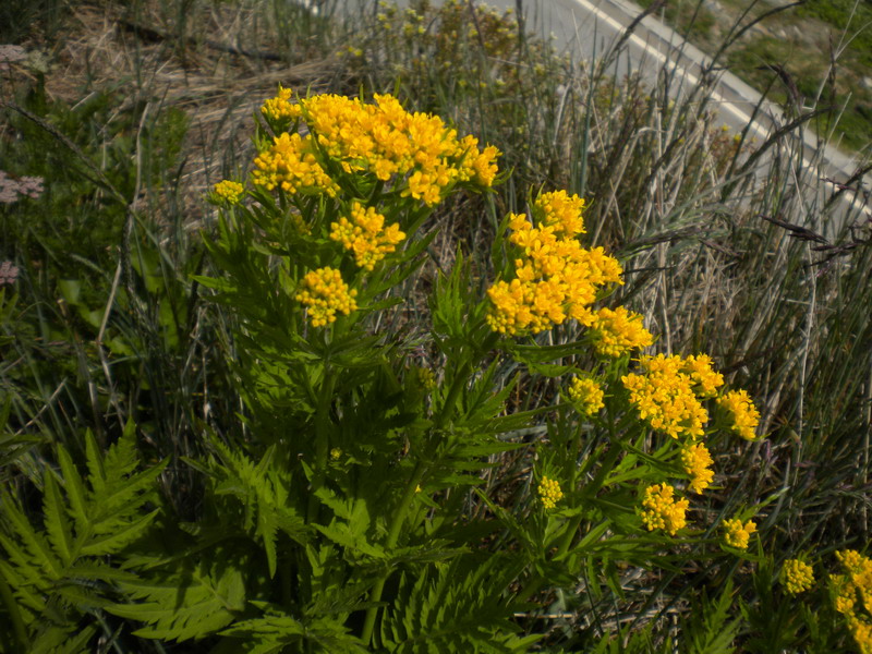 V.Aosta - Hugueninia tanacetifolia