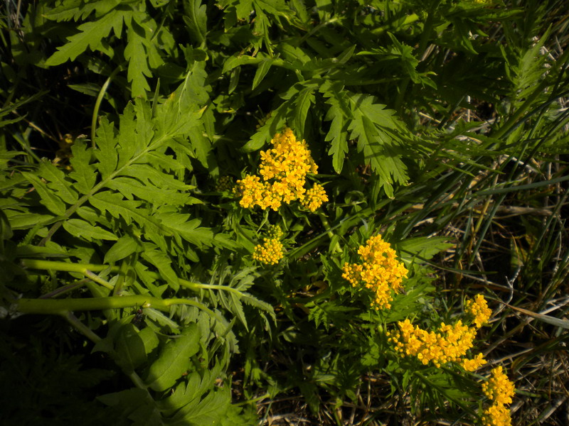 V.Aosta - Hugueninia tanacetifolia