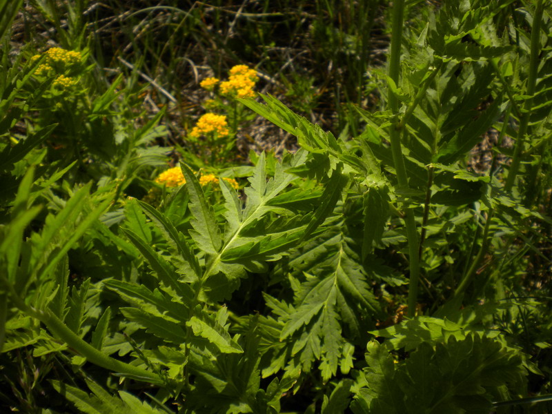 V.Aosta - Hugueninia tanacetifolia