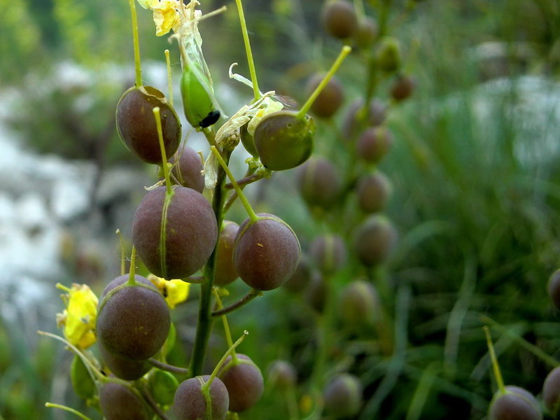 Alyssoides utriculata / Vesicaria maggiore