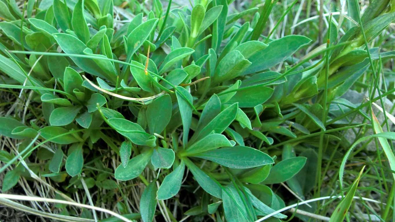 Linum capitatum subsp. serrulatum / Lino capitato