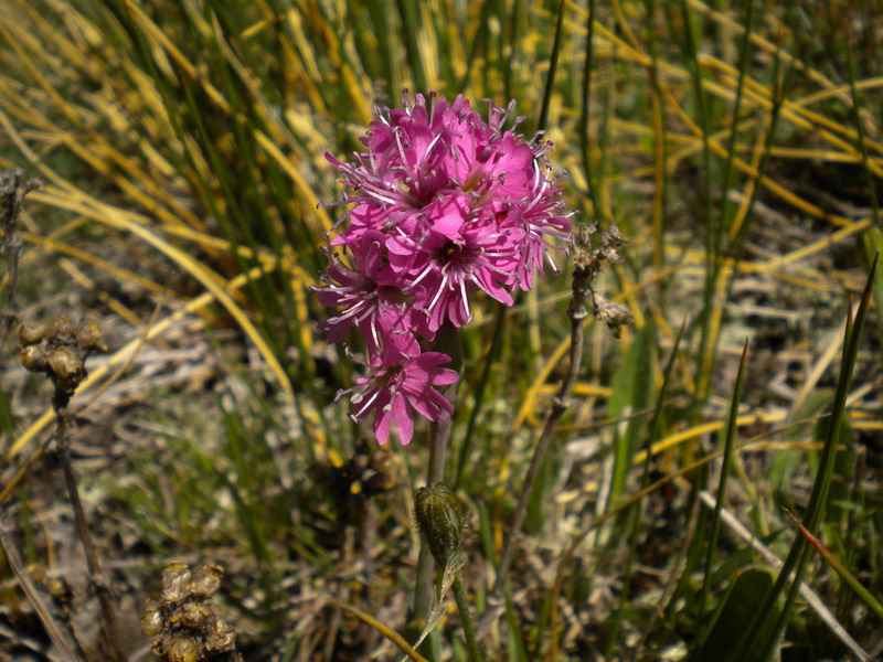 Viscaria alpina (=Silene suecica) / Crotonella alpina