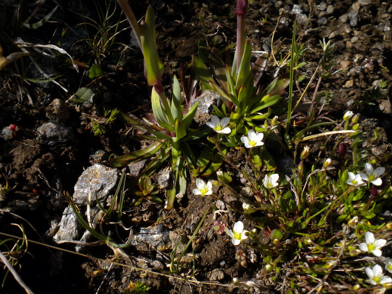 Viscaria alpina (=Silene suecica) / Crotonella alpina