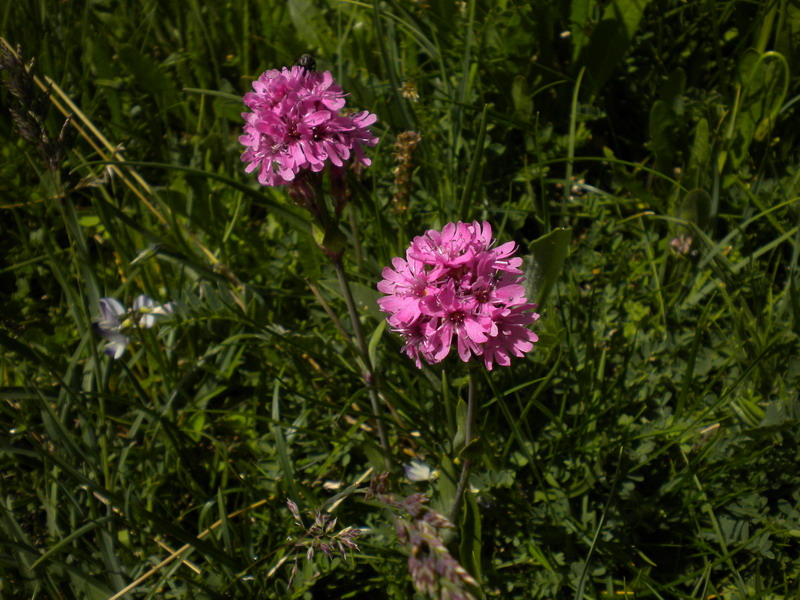 Viscaria alpina (=Silene suecica) / Crotonella alpina