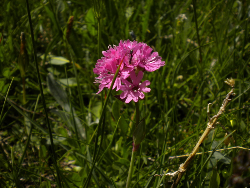 Viscaria alpina (=Silene suecica) / Crotonella alpina