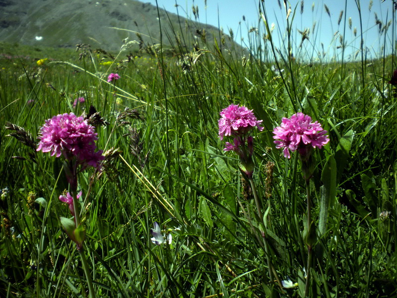 Viscaria alpina (=Silene suecica) / Crotonella alpina