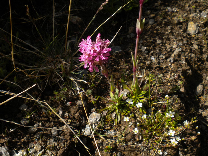 Viscaria alpina (=Silene suecica) / Crotonella alpina