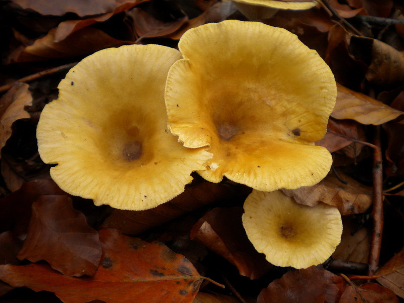 Clitocybe