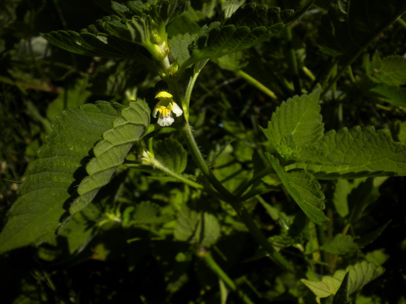 In torbiera 3 - Galeopsis sp.