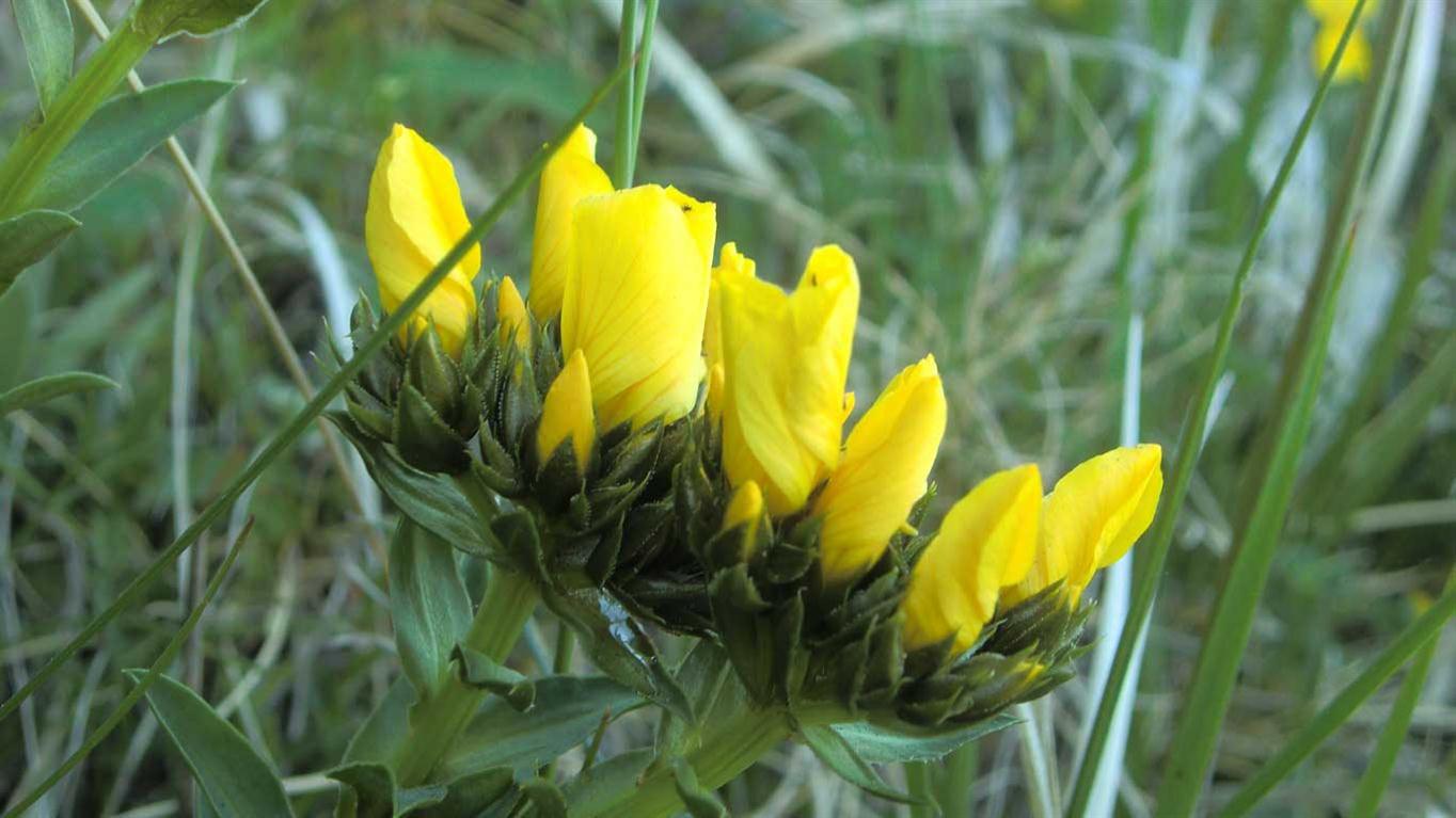 Linum capitatum subsp. serrulatum / Lino capitato