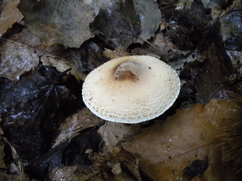 Lepiota ??