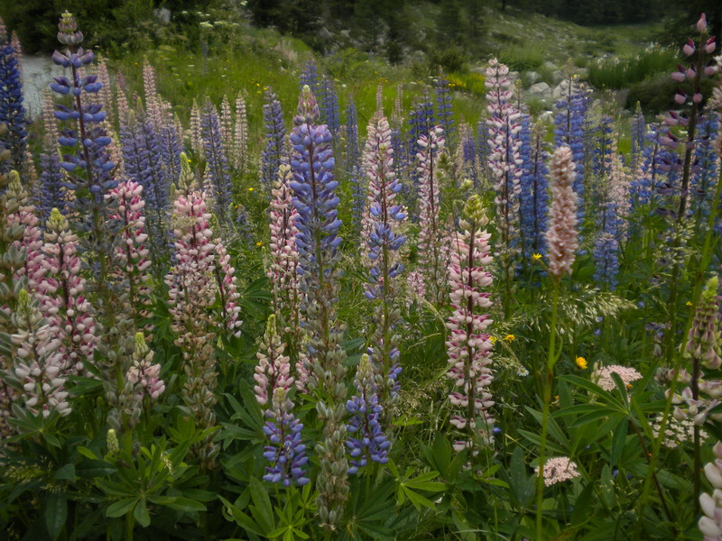 Lupinus polyphyllus / Lupino a foglie numerose