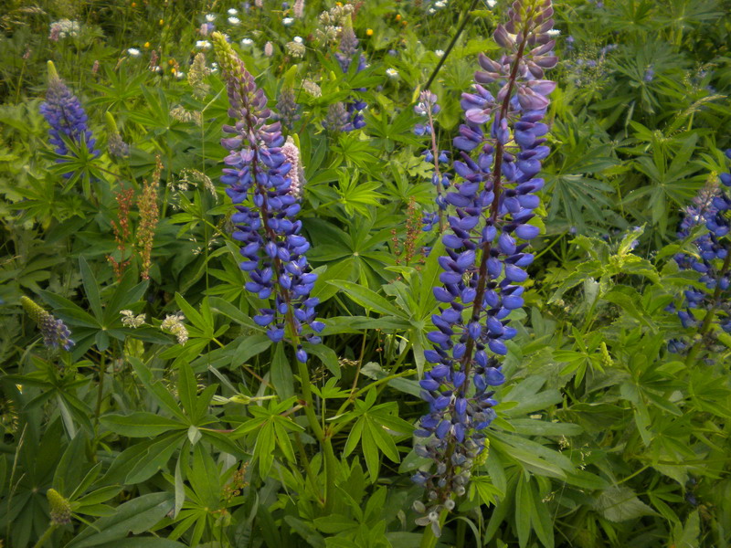 Lupinus polyphyllus / Lupino a foglie numerose