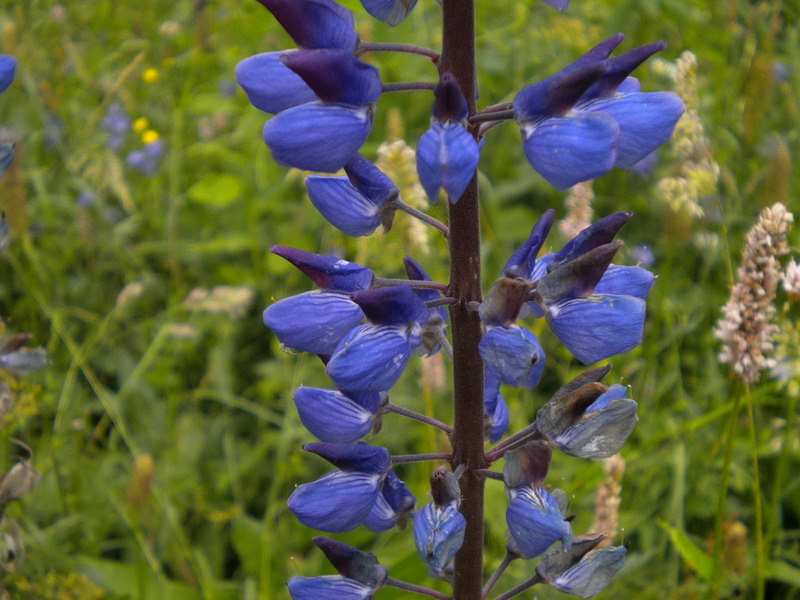 Lupinus polyphyllus / Lupino a foglie numerose